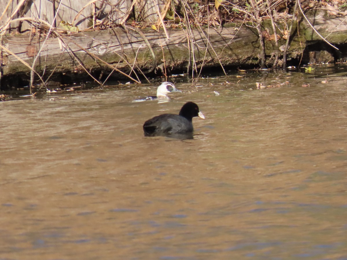 sothøne - ML646328513