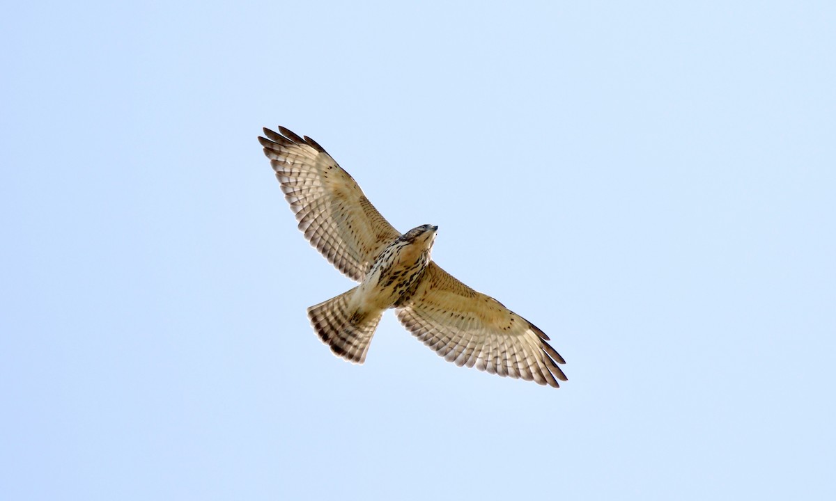 Broad-winged Hawk - ML646328528