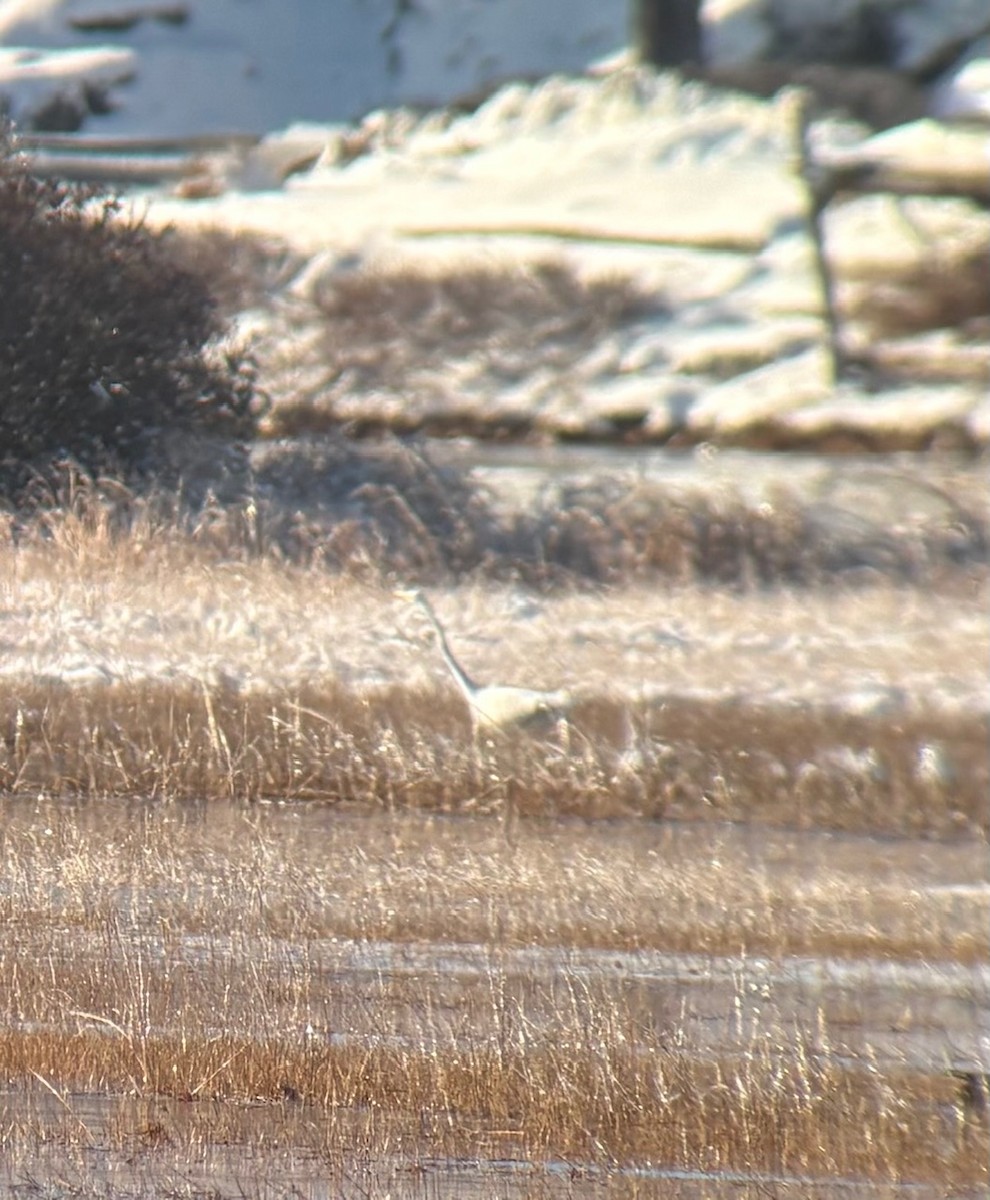 Koartza zuria - ML646328535