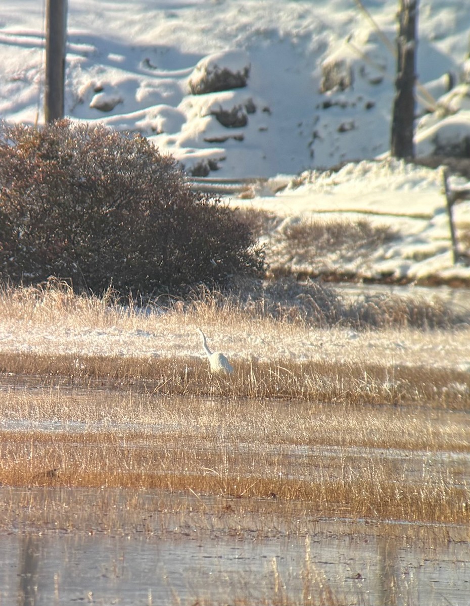 Koartza zuria - ML646328536