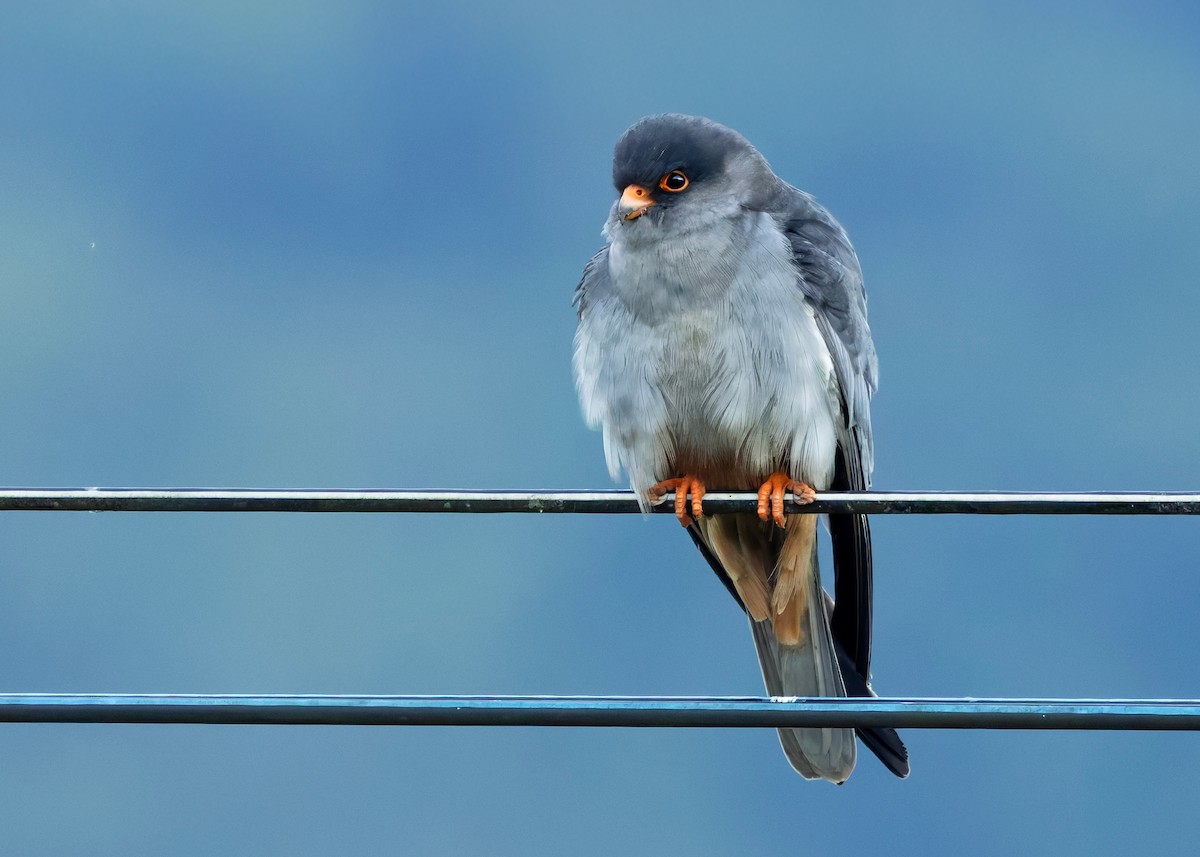 Amur Falcon - ML646328539