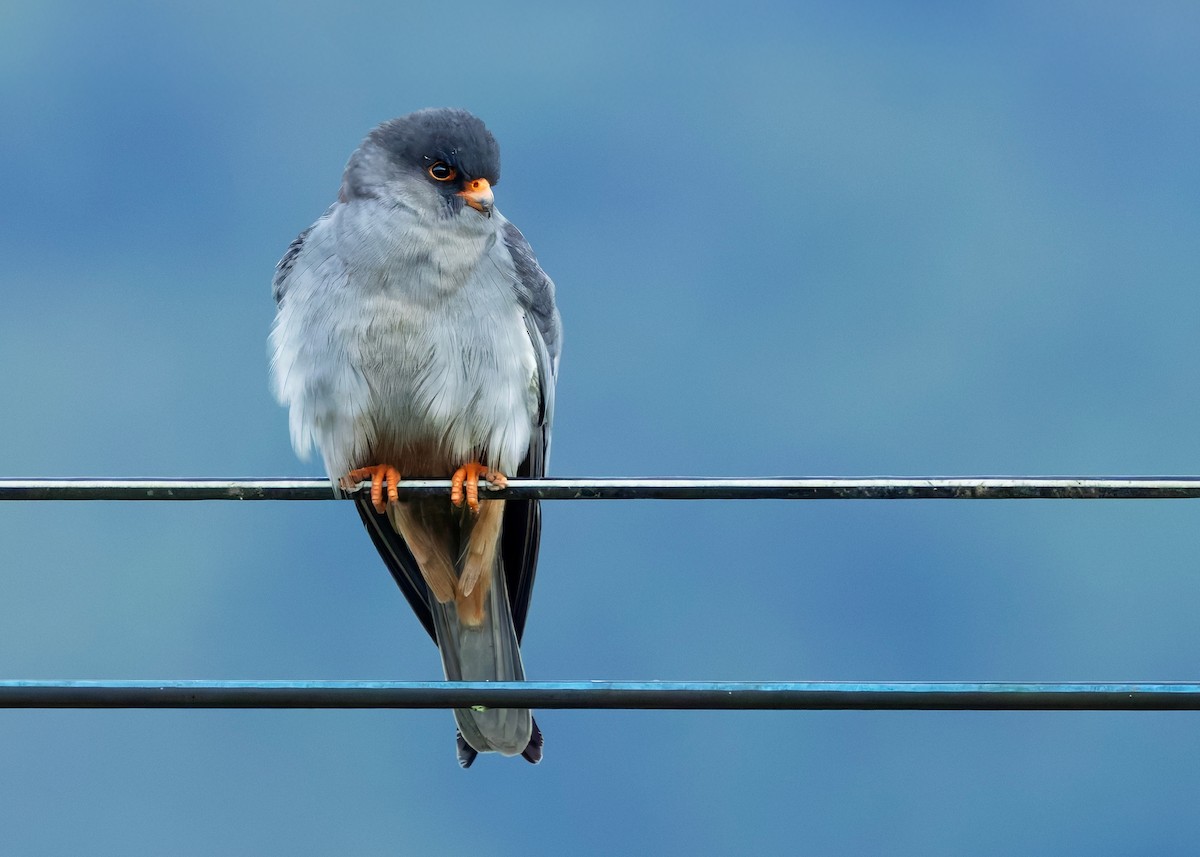 Amur Falcon - ML646328540