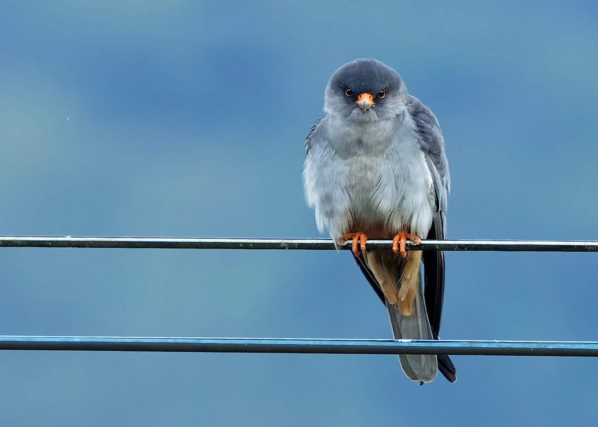 Amur Falcon - ML646328542