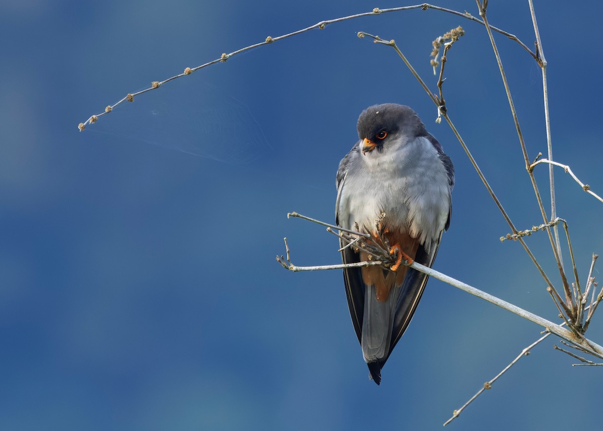 Amur Falcon - ML646328544