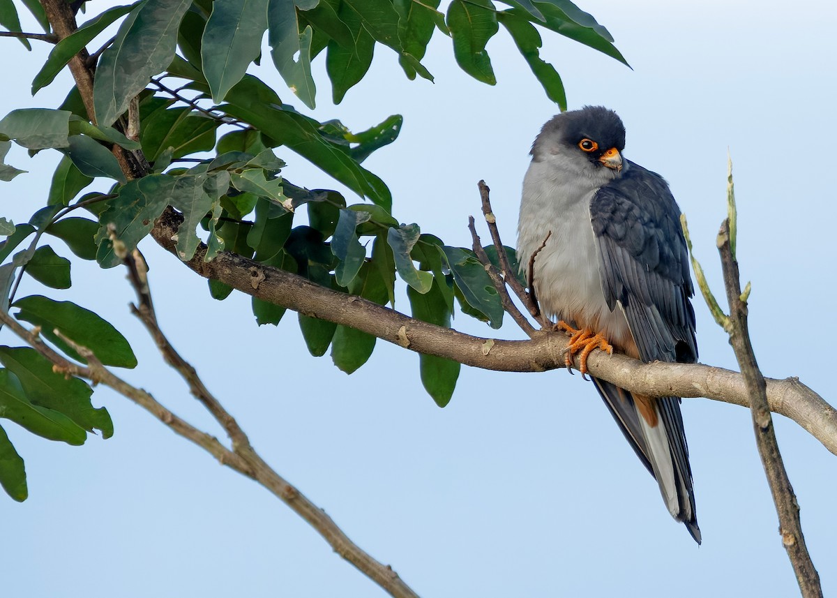 Amur Falcon - ML646328547