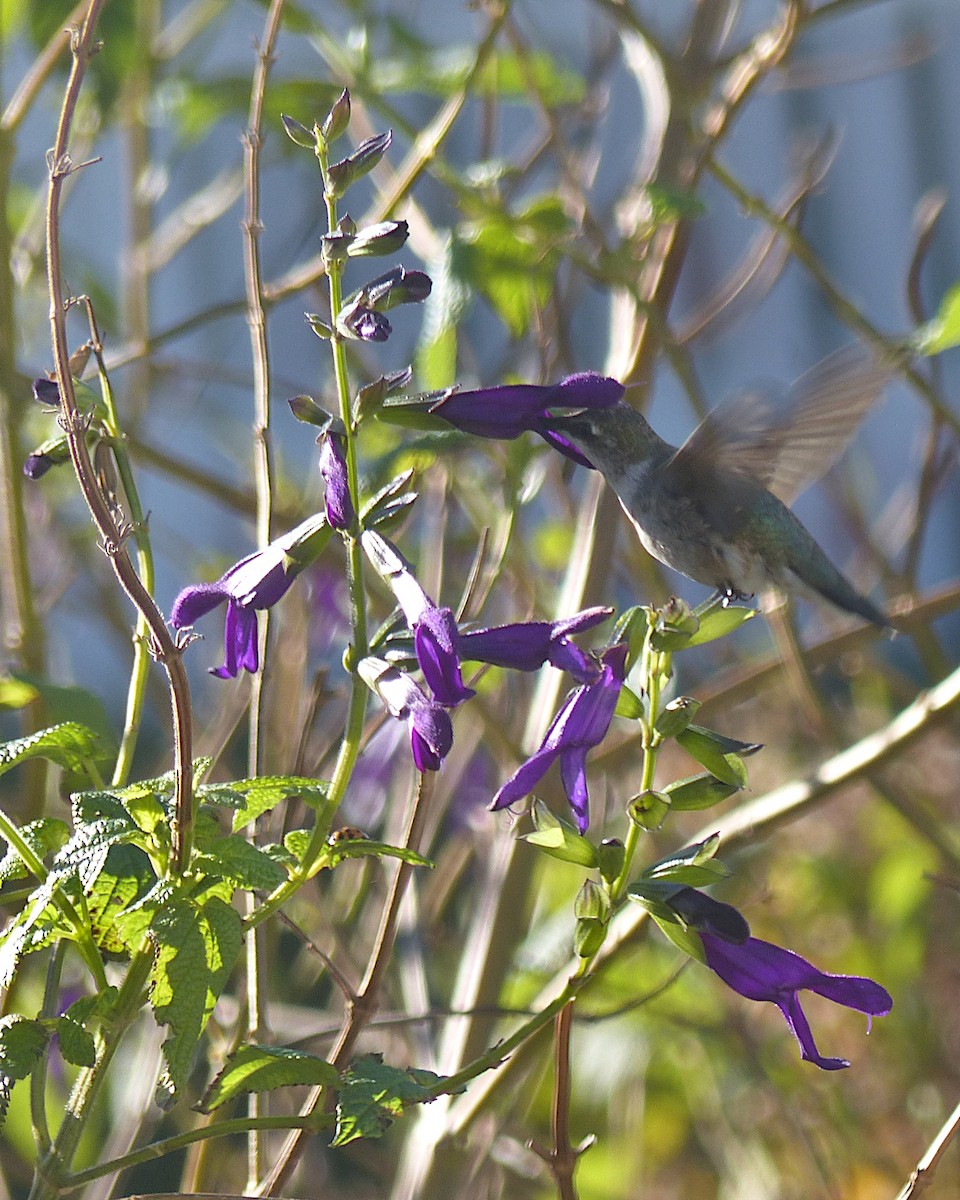 Black-chinned Hummingbird - ML646328548
