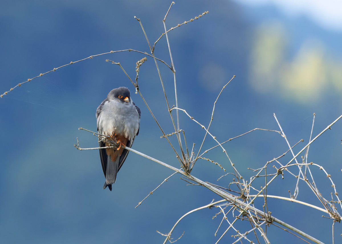 Amur Falcon - ML646328549