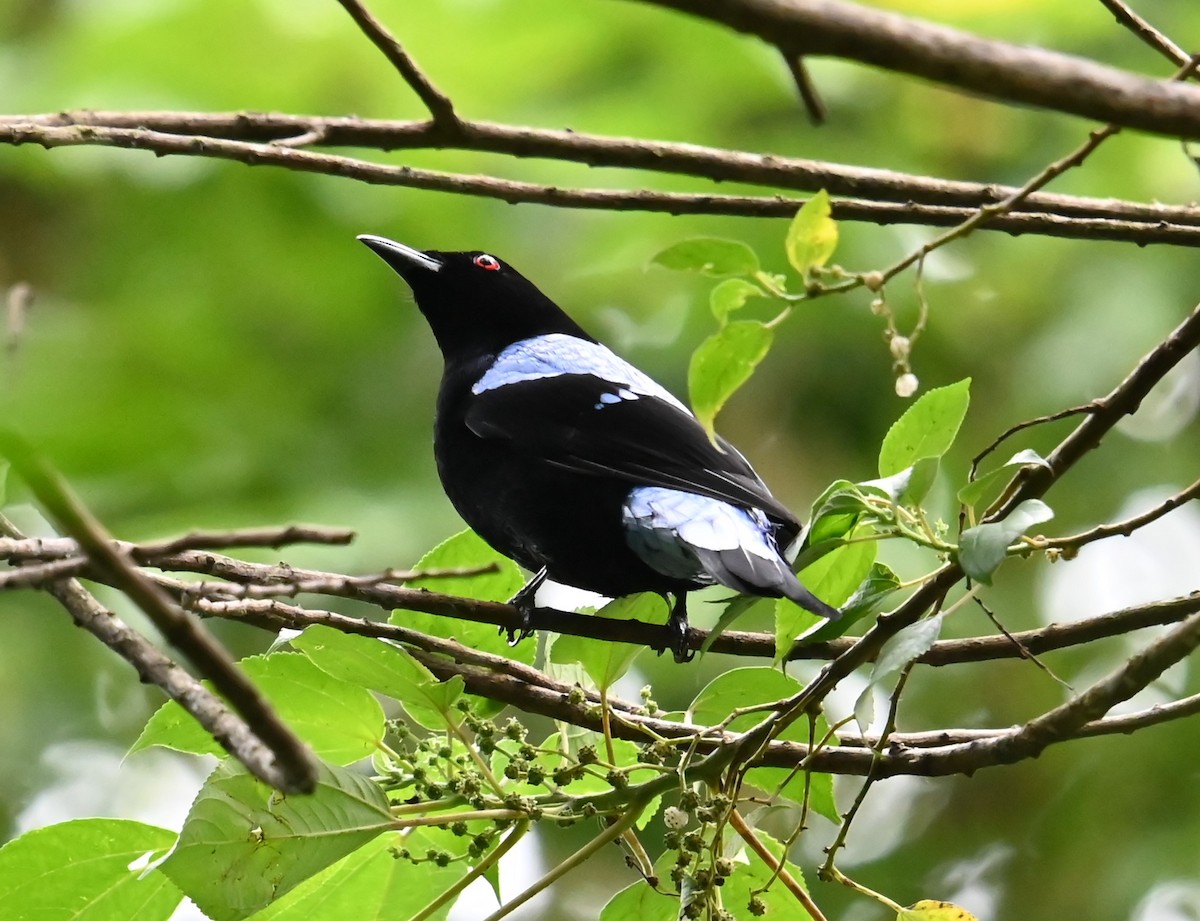 Asian Fairy-bluebird - ML646328551