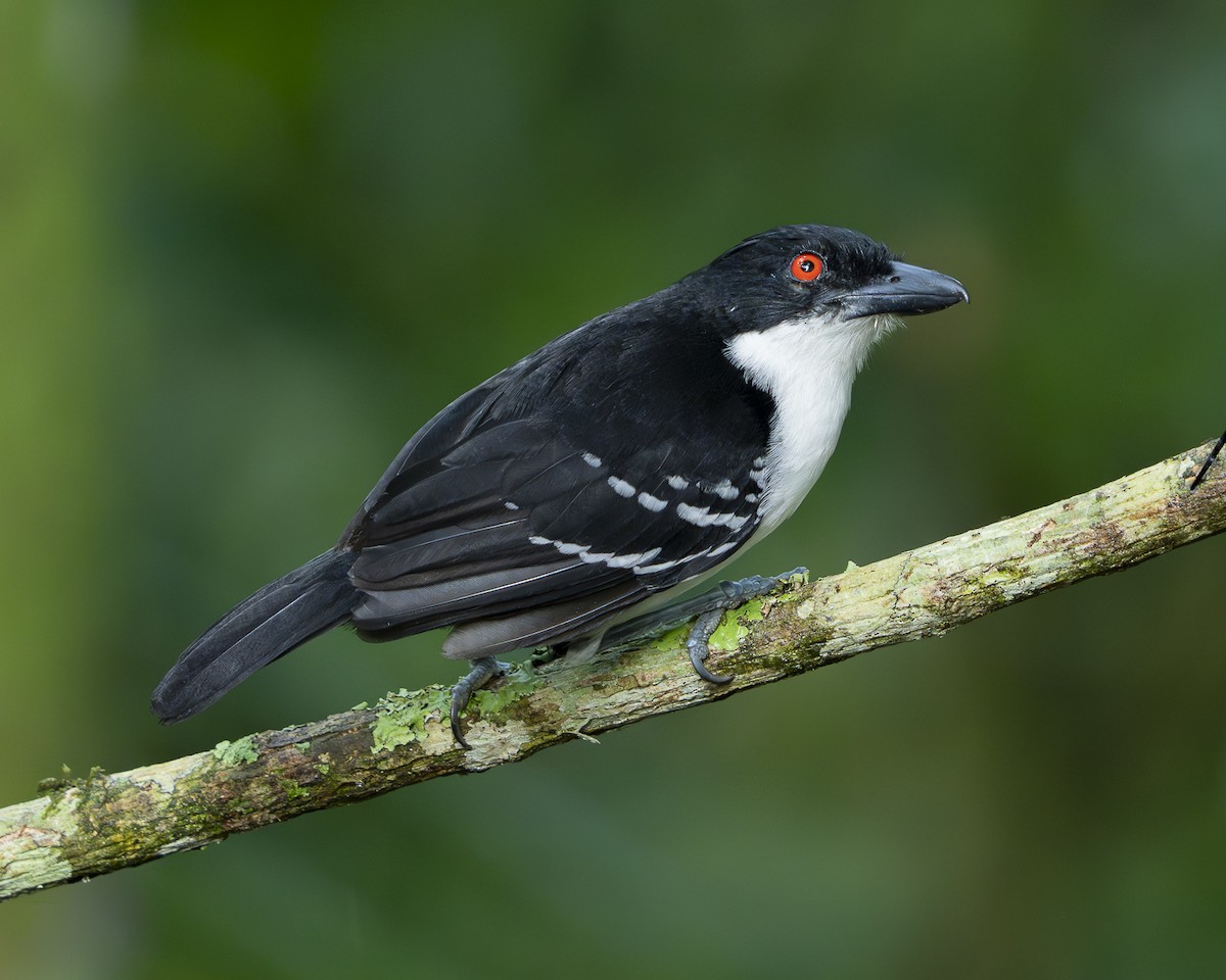 Great Antshrike - ML646328553