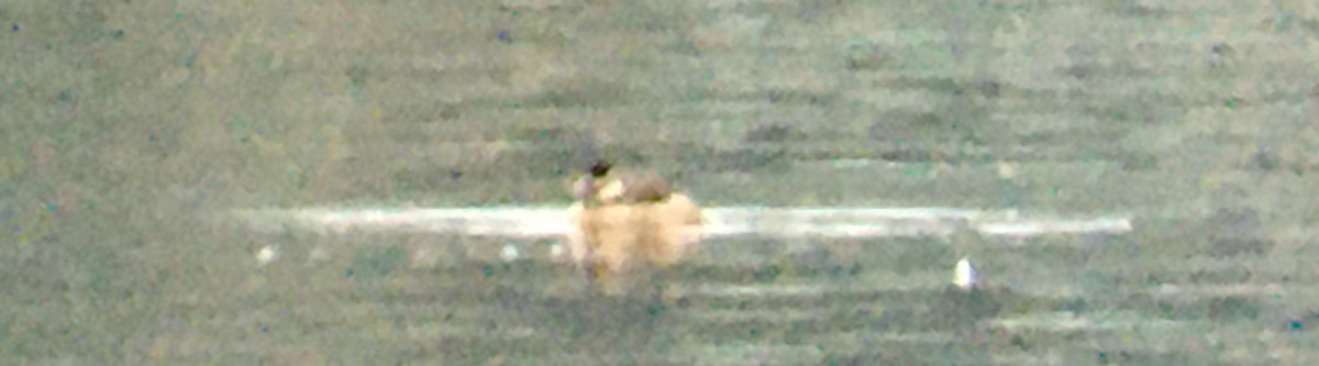 Ruddy Duck - ML646328555