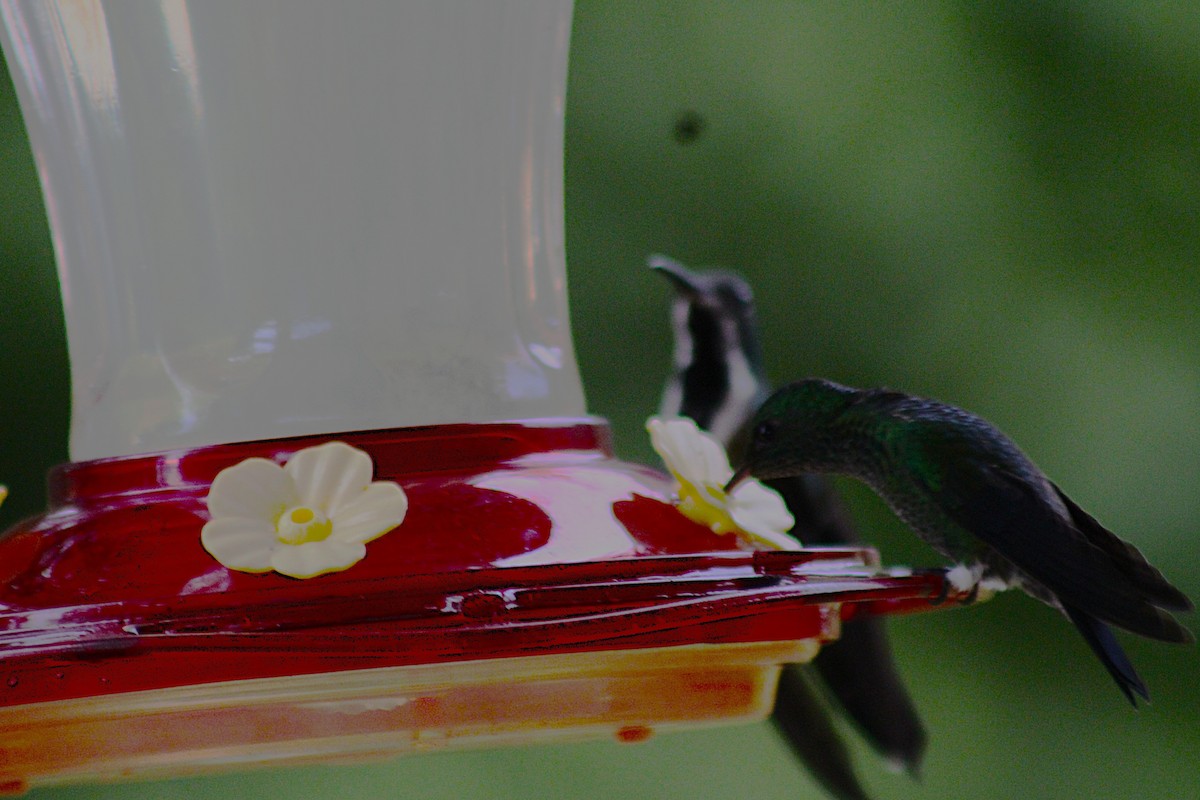 Black-throated Mango - ML646328556