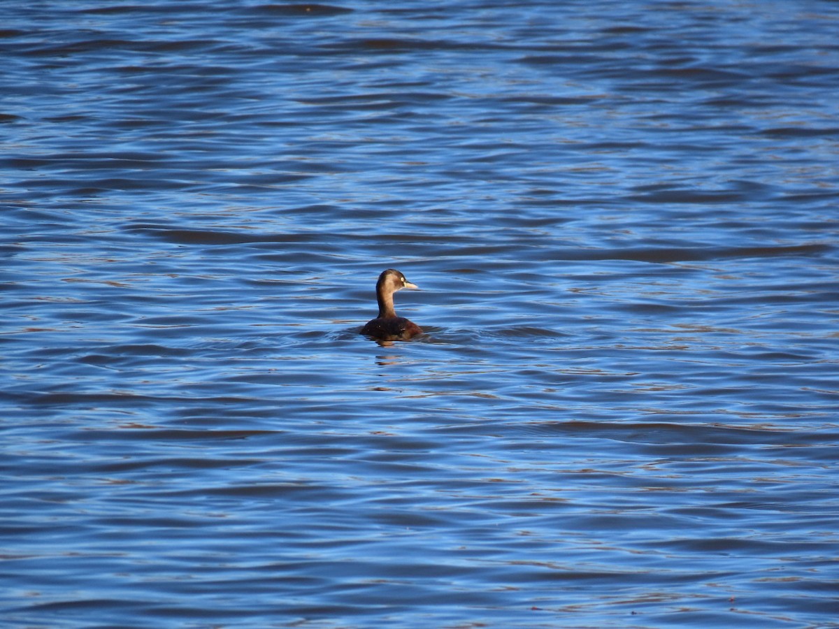 dvergdykker (ruficollis gr.) - ML646328557
