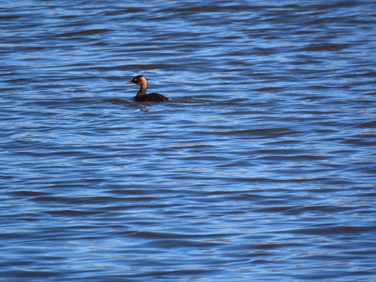 dvergdykker (ruficollis gr.) - ML646328558