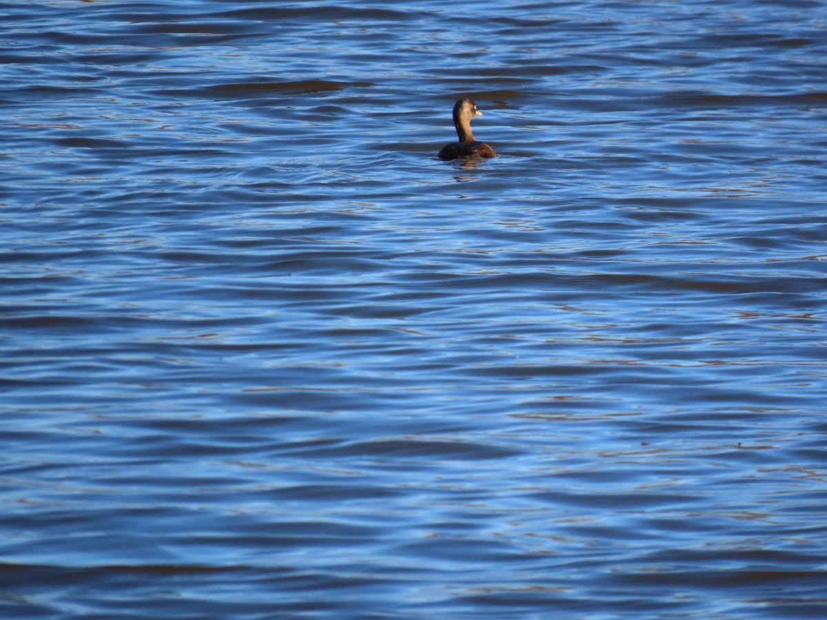 dvergdykker (ruficollis gr.) - ML646328559