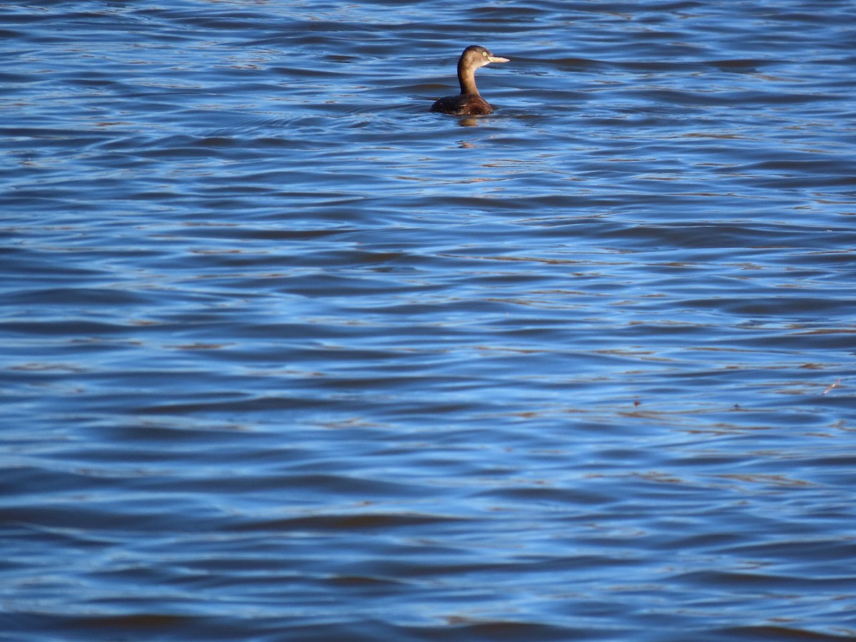 dvergdykker (ruficollis gr.) - ML646328560