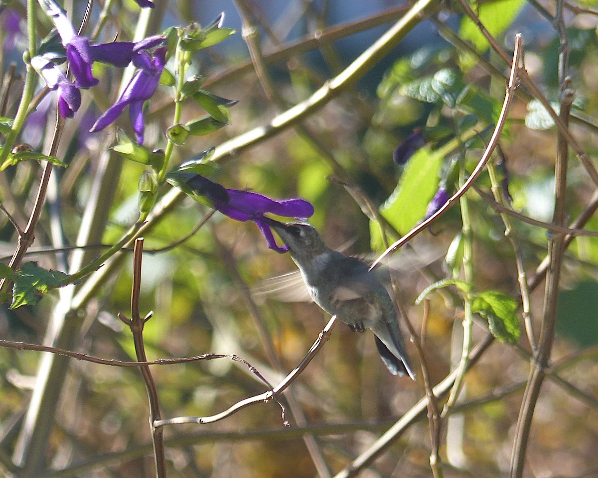 Black-chinned Hummingbird - ML646328562