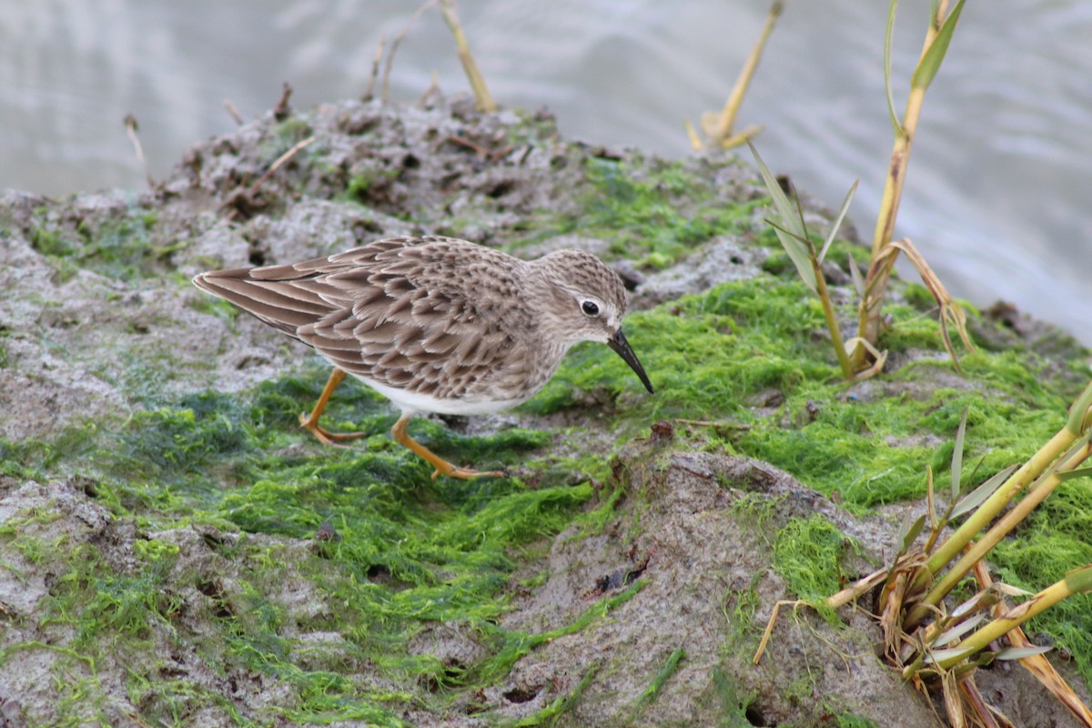 Least Sandpiper - ML646328565