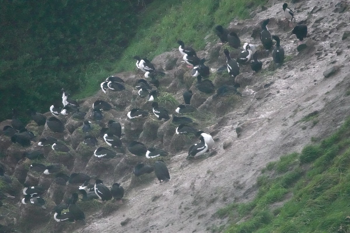 Stewart Island Shag (Otago) - ML646328566