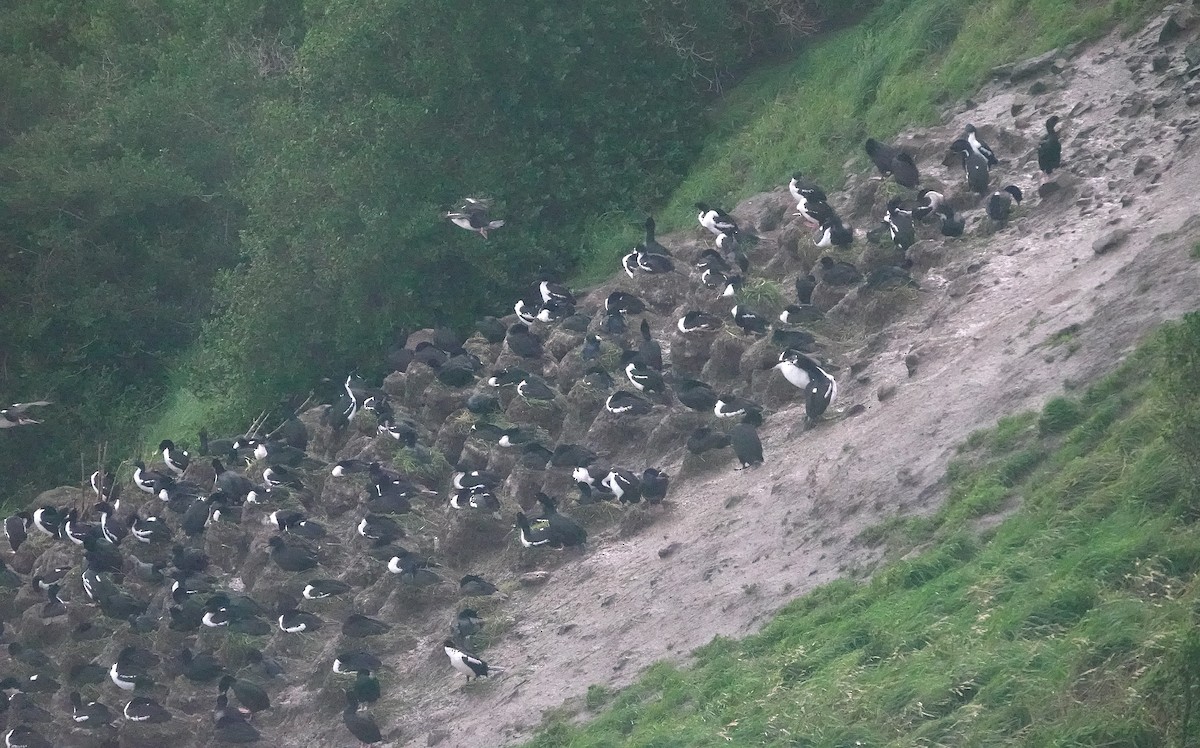Stewart Island Shag (Otago) - ML646328567