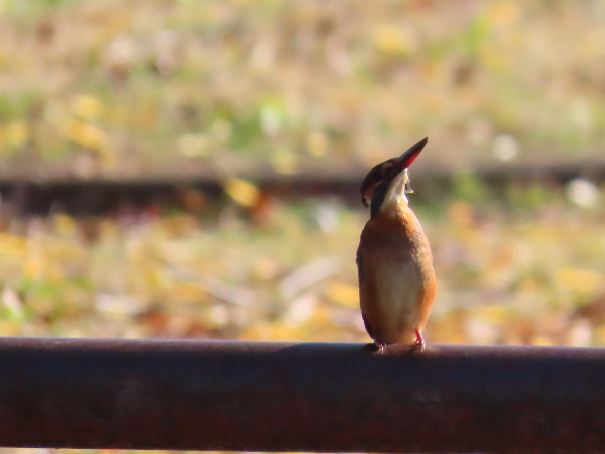 isfugl (atthis gr.) - ML646328568