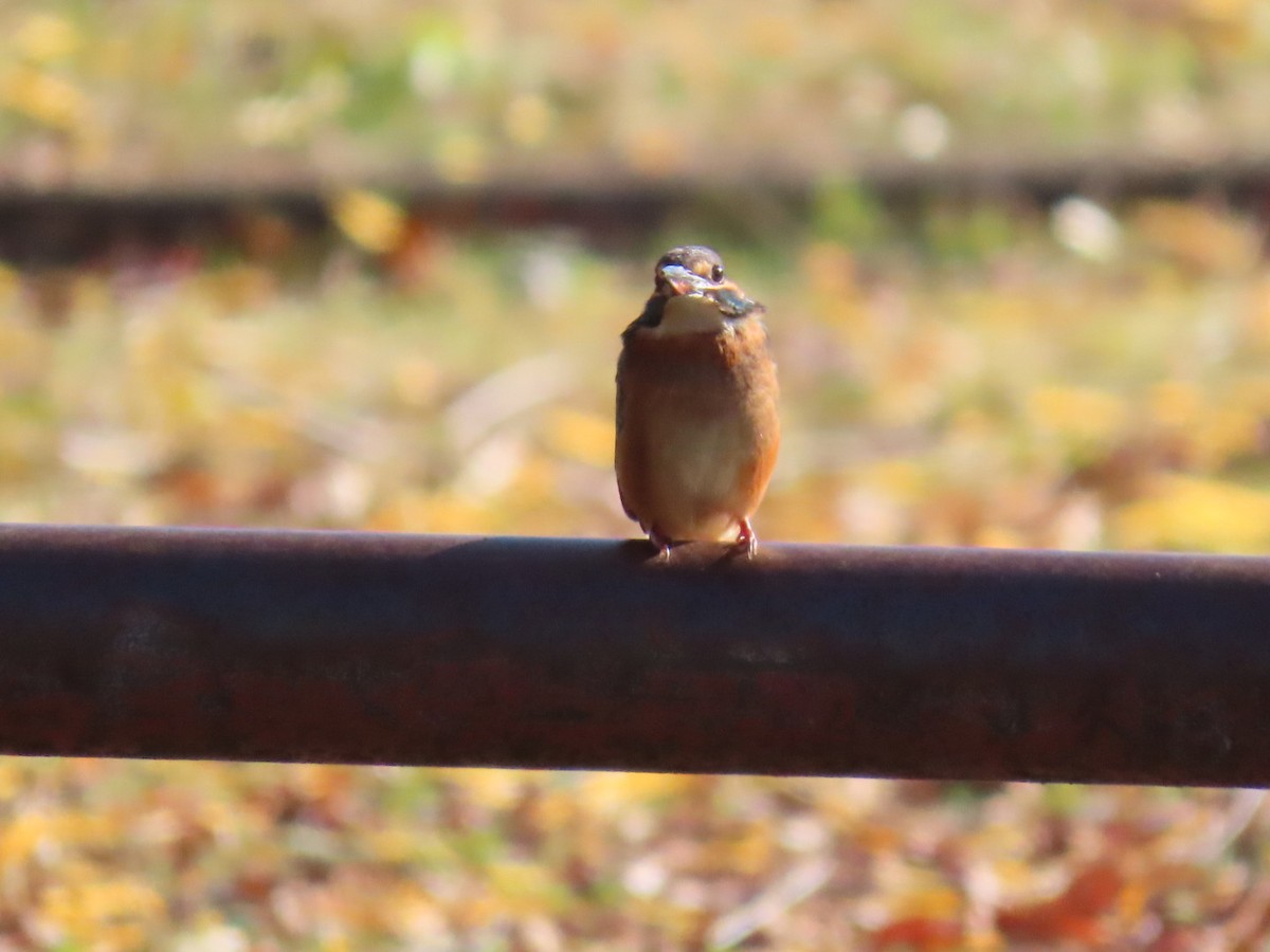 isfugl (atthis gr.) - ML646328569