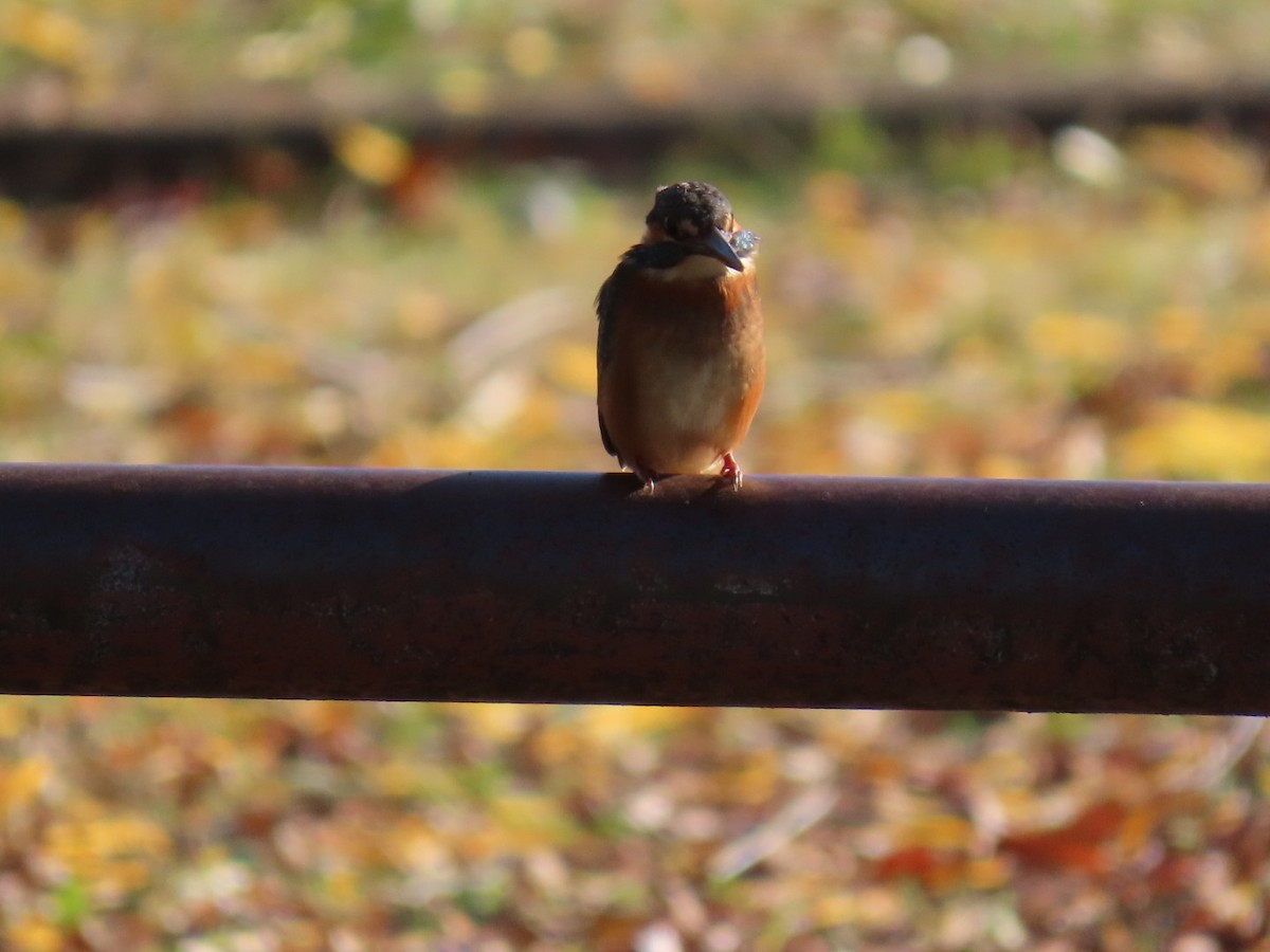 isfugl (atthis gr.) - ML646328570