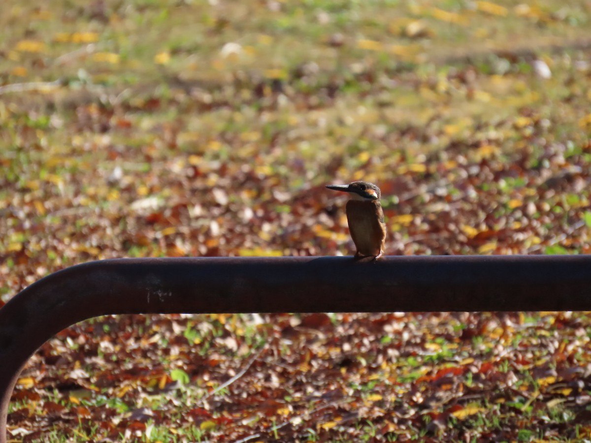 isfugl (atthis gr.) - ML646328571