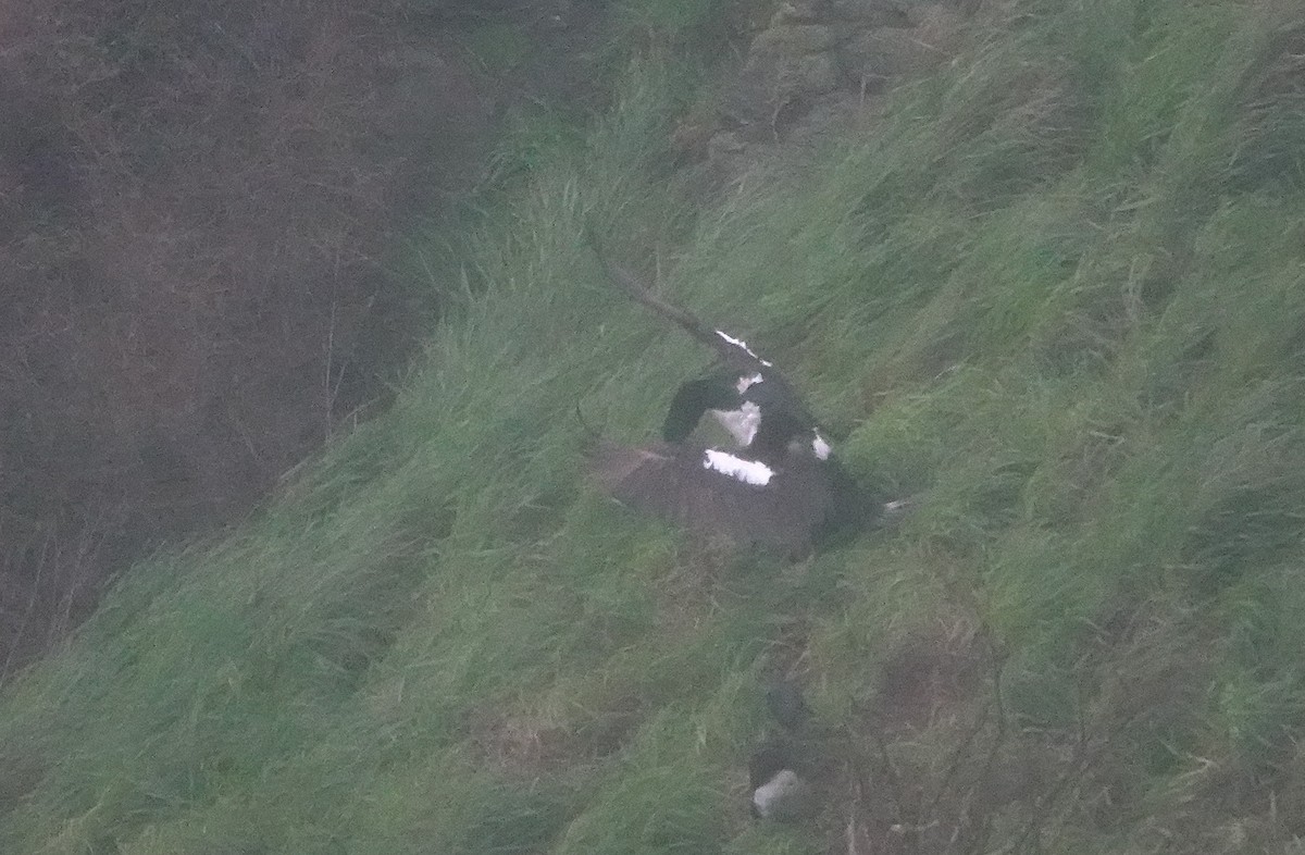 Stewart Island Shag (Otago) - ML646328573
