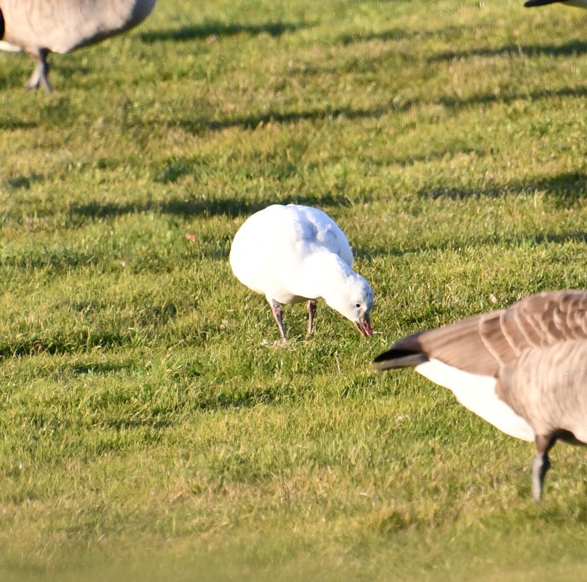 Ross's Goose - ML646328574