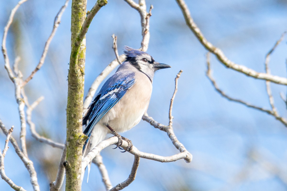 Blue Jay - ML646328575