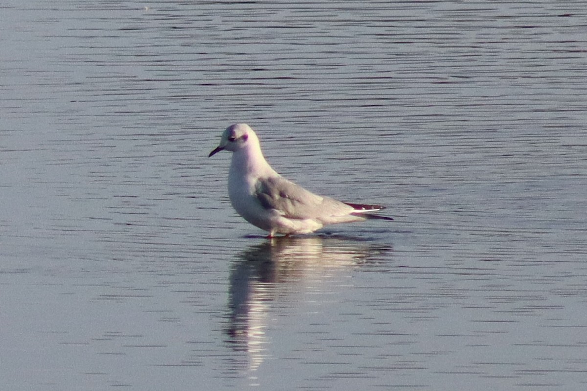 Bonaparte's Gull - ML646328576