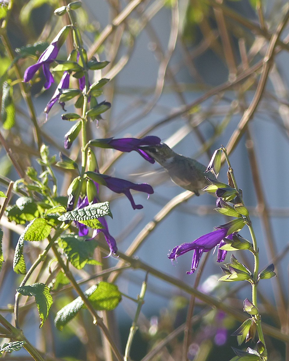 Black-chinned Hummingbird - ML646328577