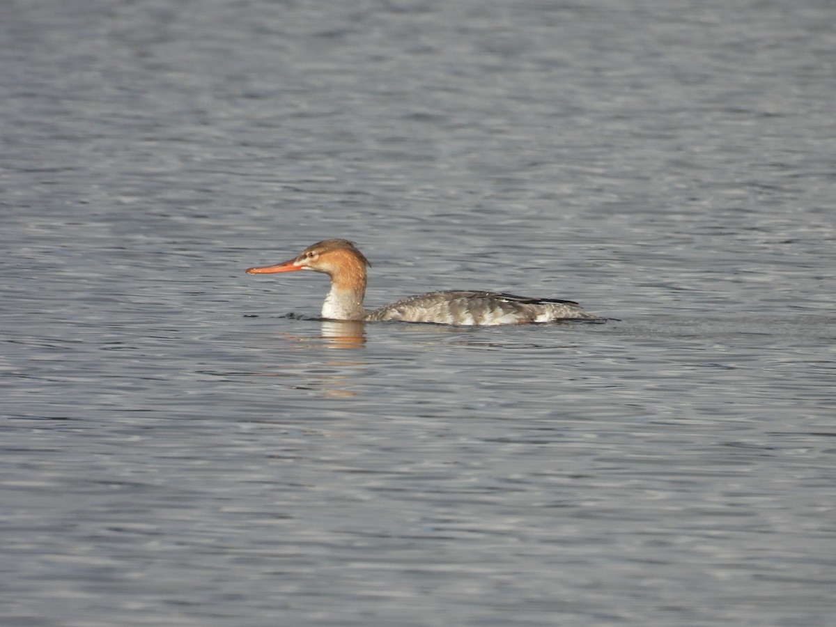 Крех середній - ML646328587