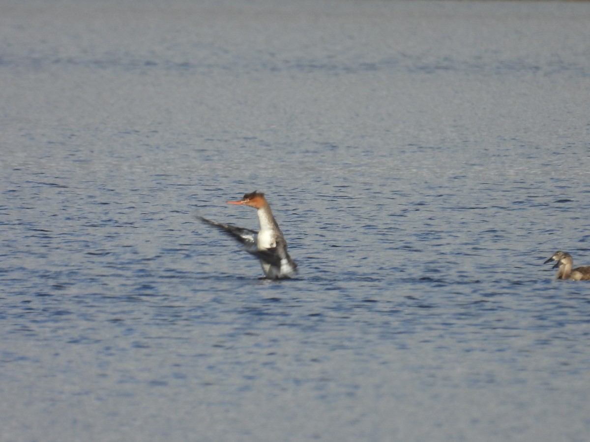 Крех середній - ML646328588