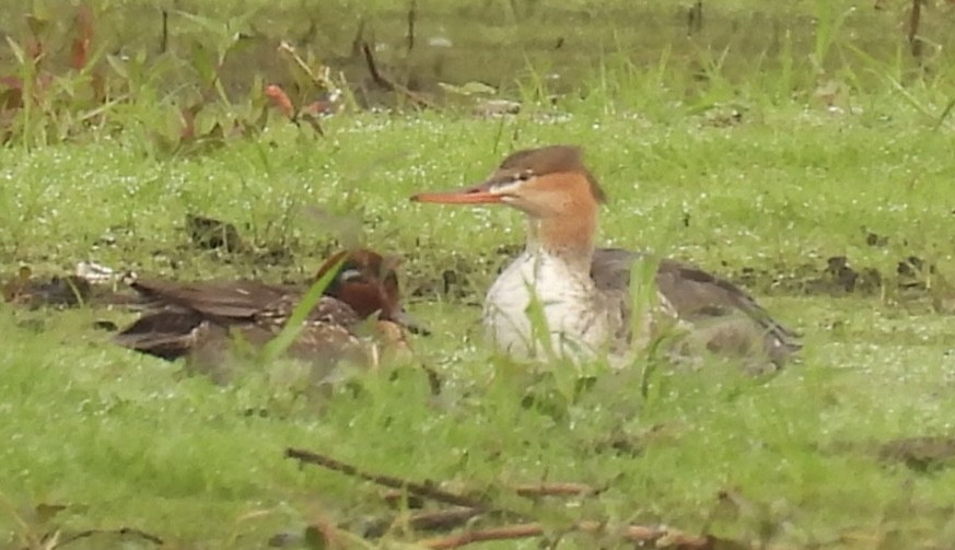 Крех середній - ML646328589