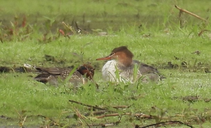 Крех середній - ML646328590