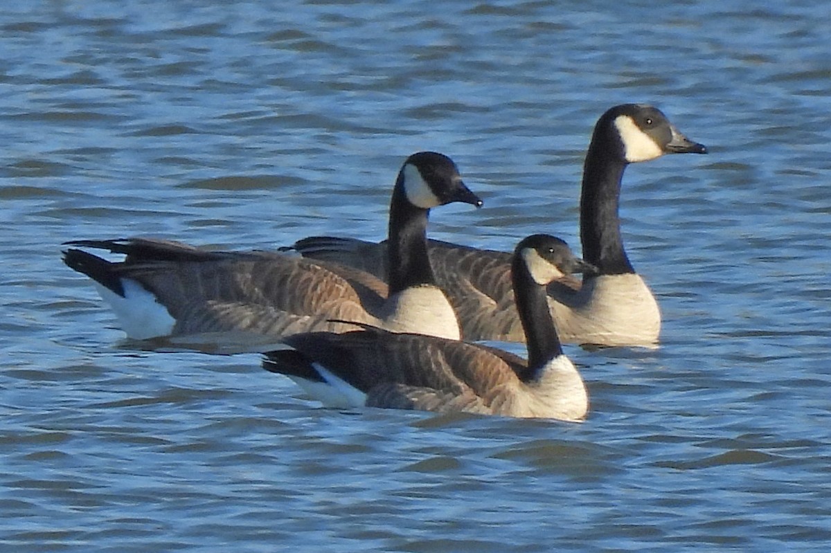 小加拿大雁 - ML646328591