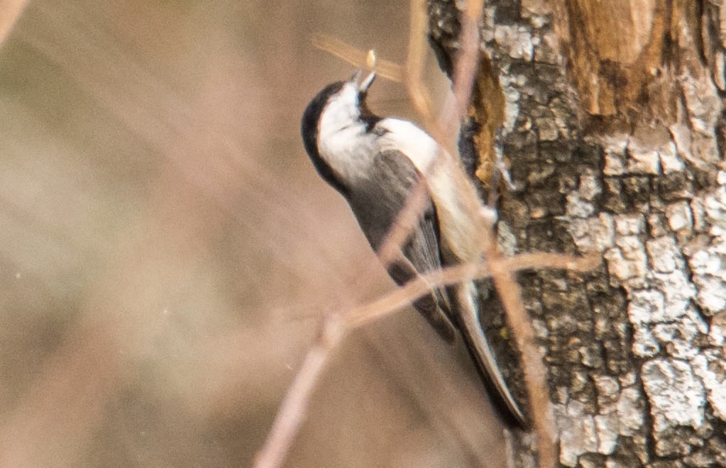 Carolina Chickadee - ML646328592
