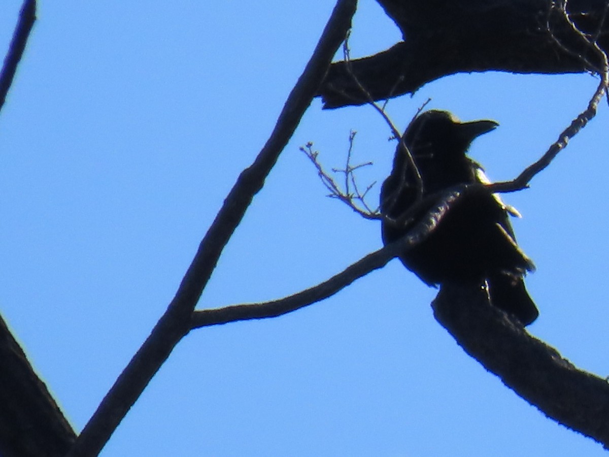 tykknebbkråke (macrorhynchos gr.) - ML646328596