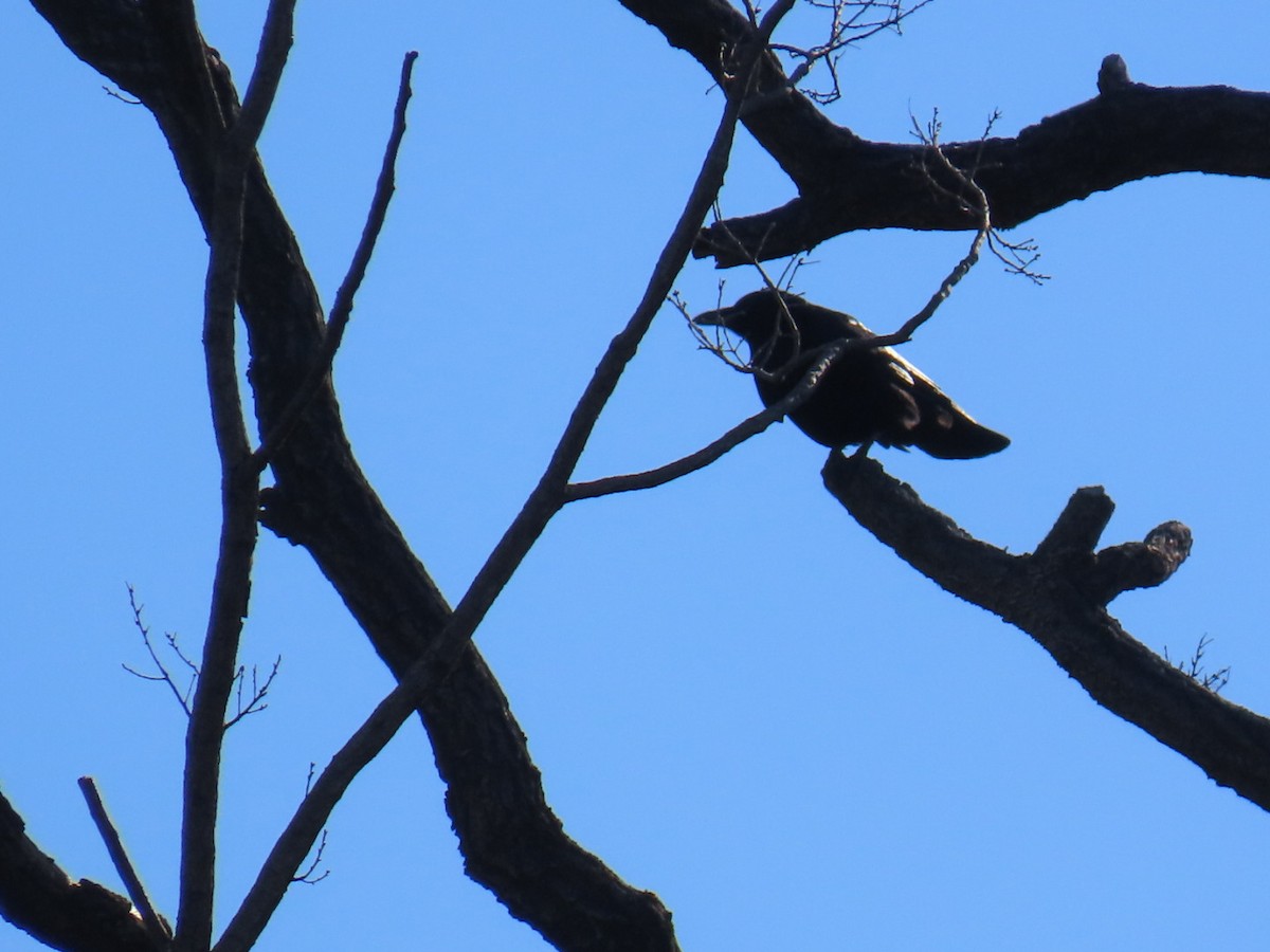 tykknebbkråke (macrorhynchos gr.) - ML646328597