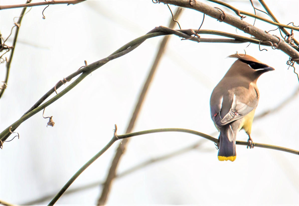 brkoslav americký - ML646328603