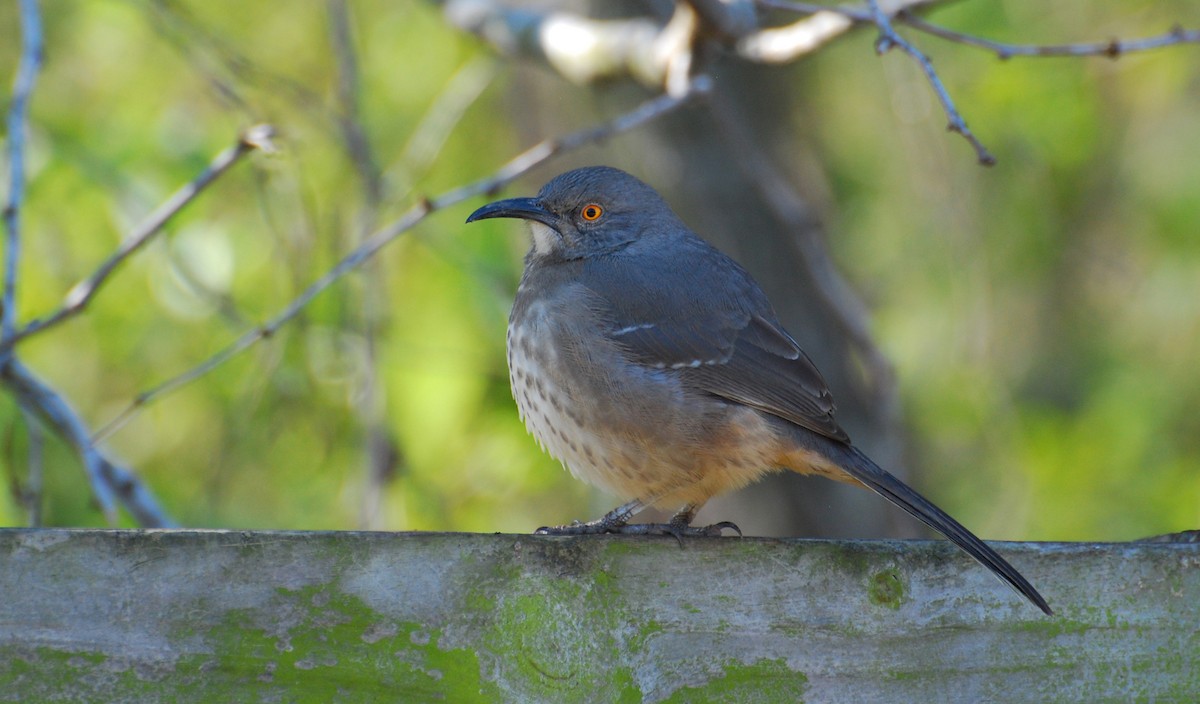 Curve-billed Thrasher - ML646328606
