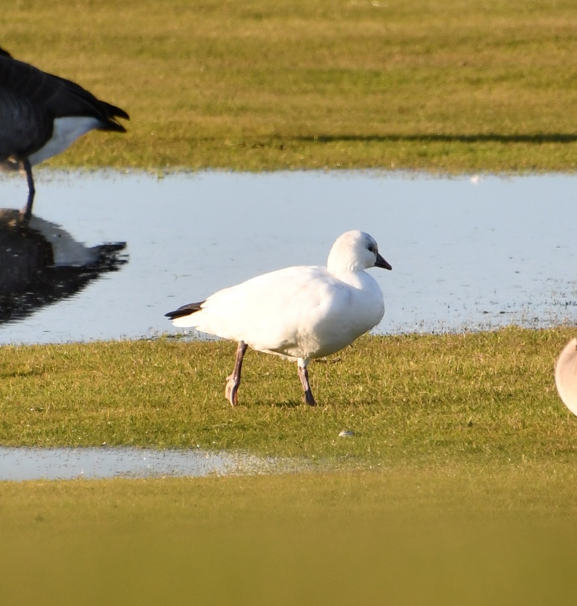 Ross's Goose - ML646328607