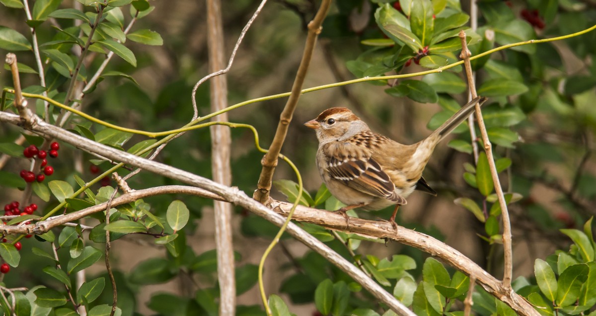 White-crowned Sparrow - ML646328615