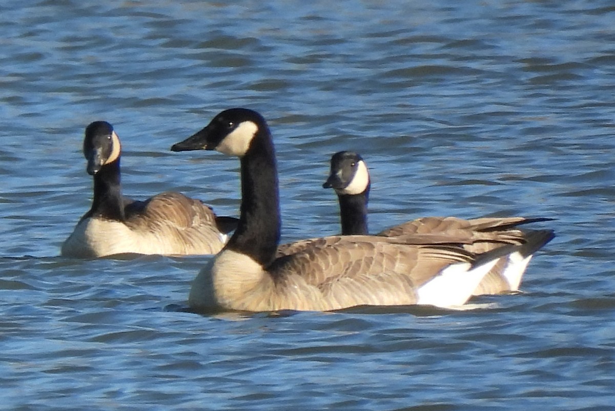 ברנטה קנדית - ML646328616