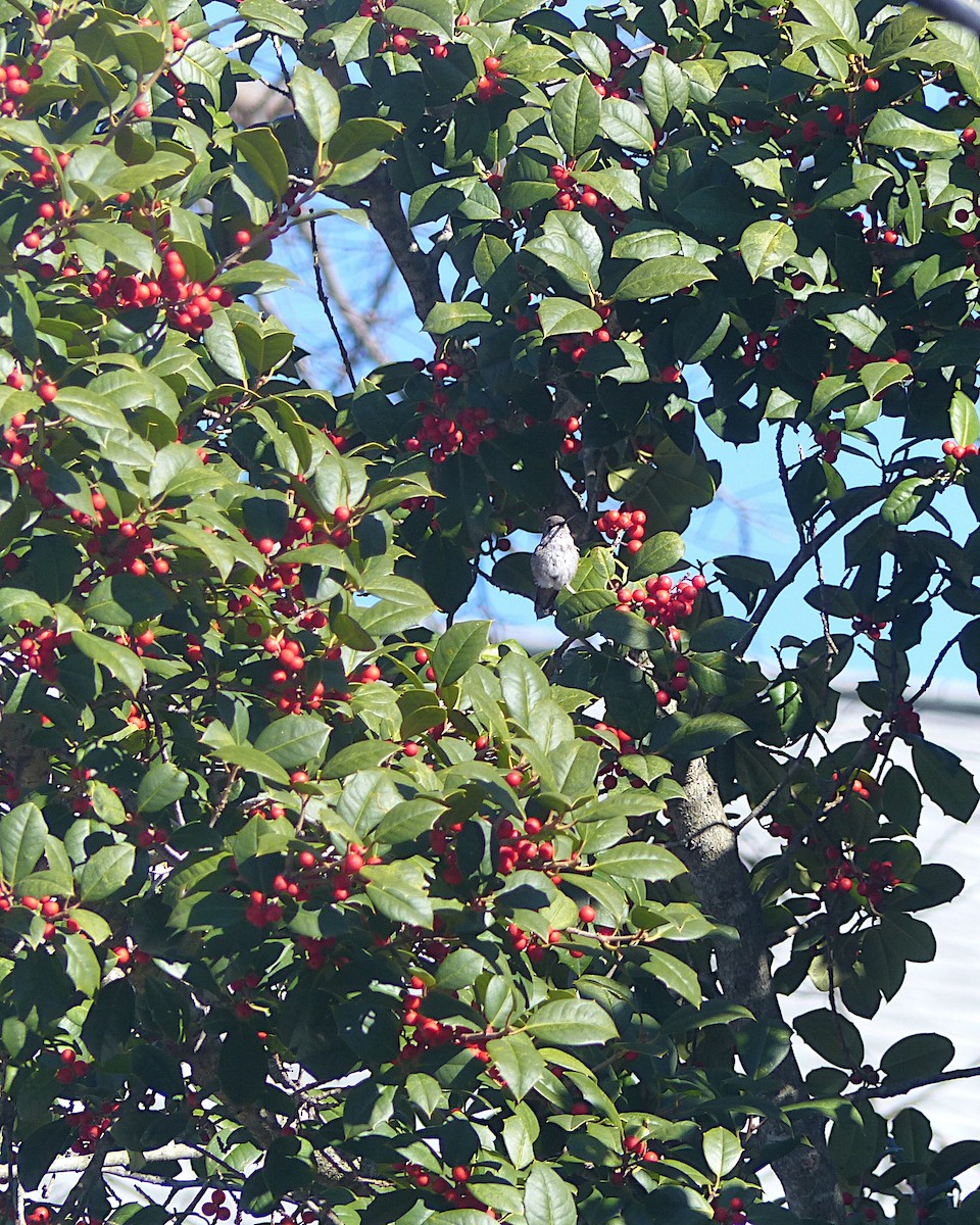 Black-chinned Hummingbird - ML646328619