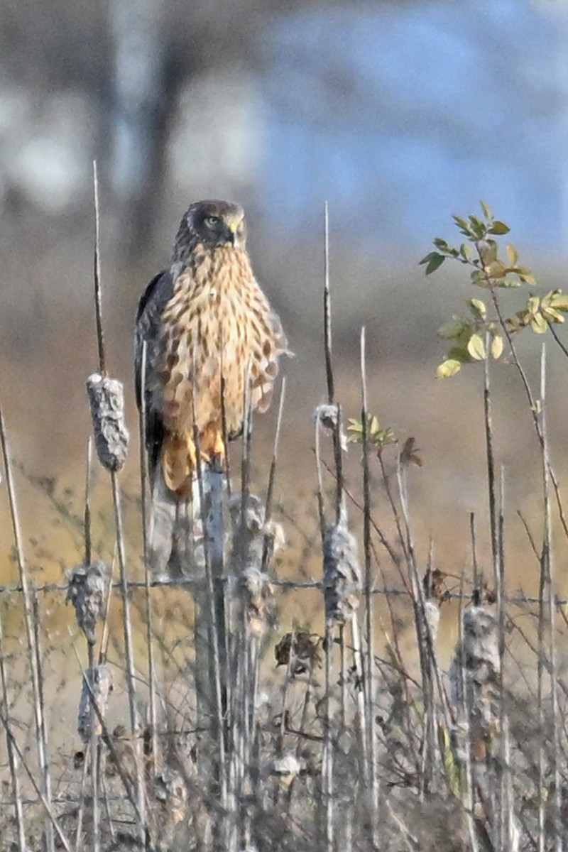 Northern Harrier - ML646328622