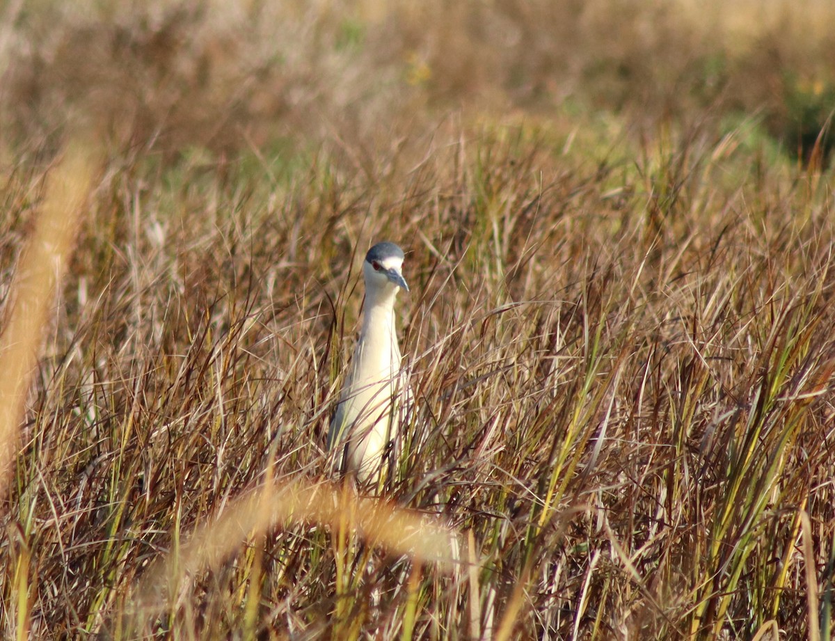 Black-crowned Night Heron - ML646328623