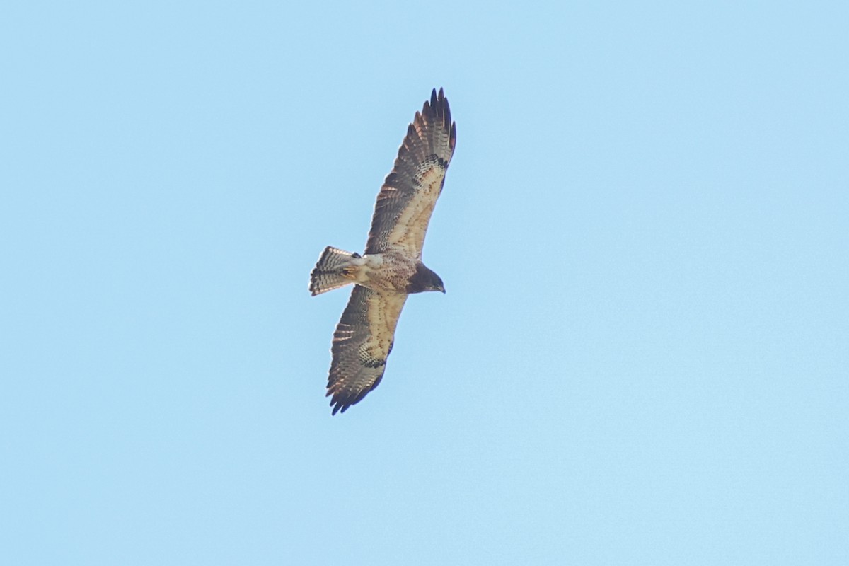 Swainson's Hawk - ML646328627