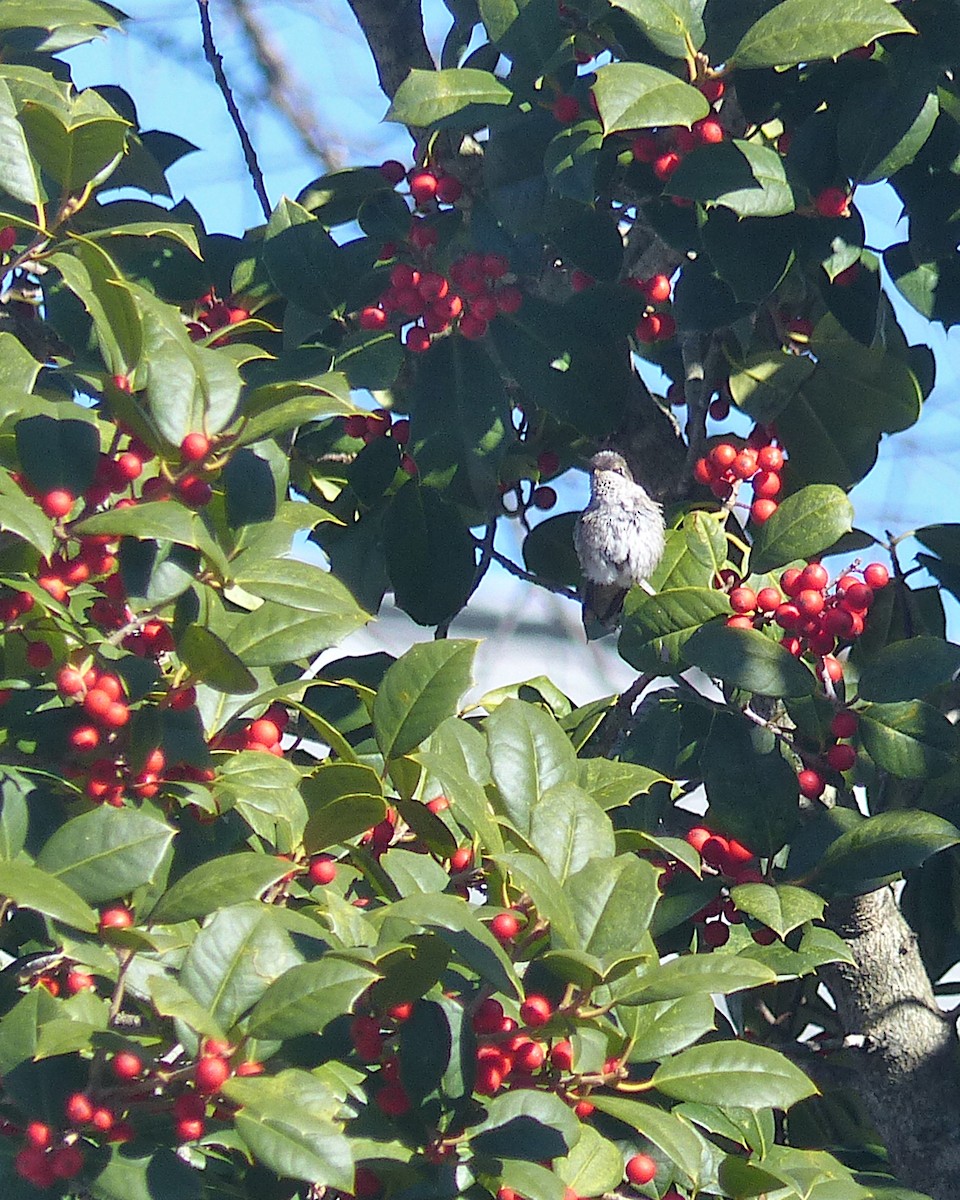 Black-chinned Hummingbird - ML646328628